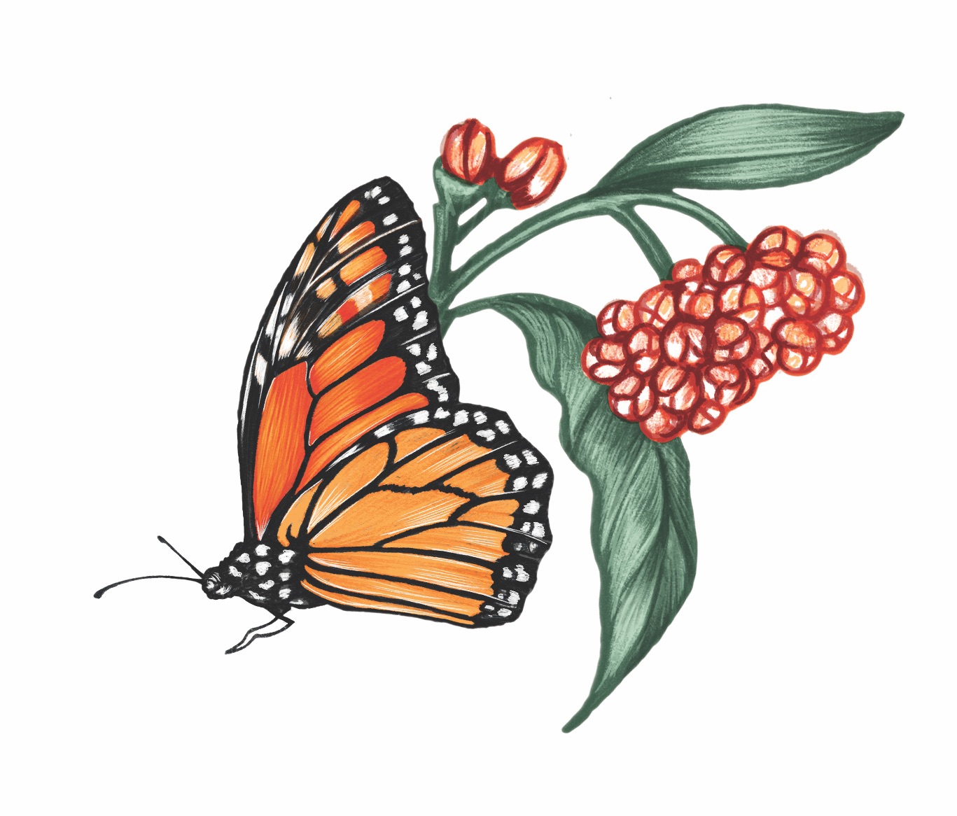 A color illustration of a monarch butterfly and flowers